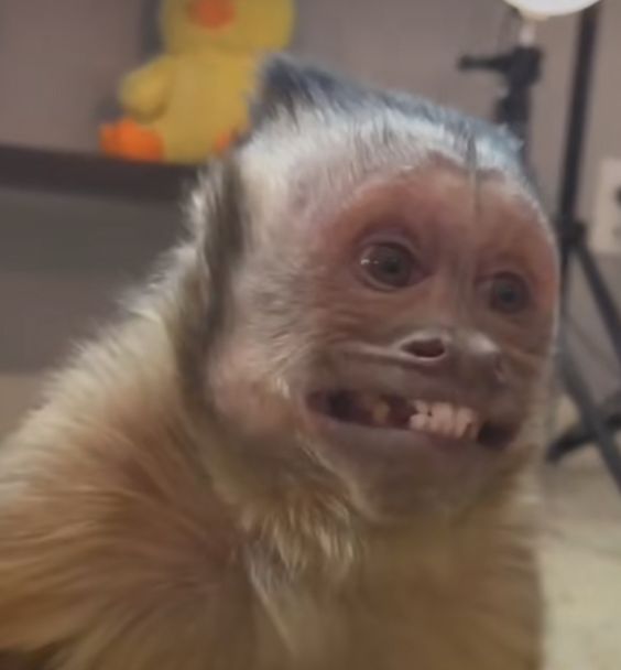 monkey.jpg